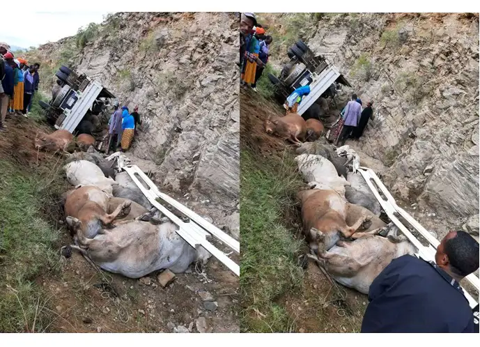 በሬ ጭኖ ሲጓዝ የነበረው ተሽከርካሪ ላይ የደረሰው አደጋ 